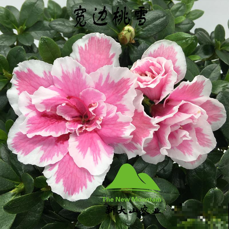 公认的“必死花”，买过“N”次都养不好，实在是太难养了！