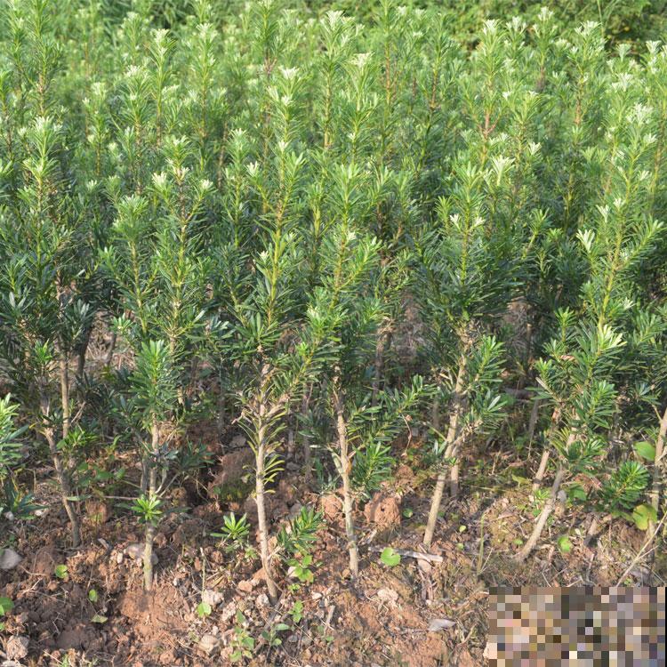 家家都有的罗汉松，这8点养殖条件，你做到了多少？