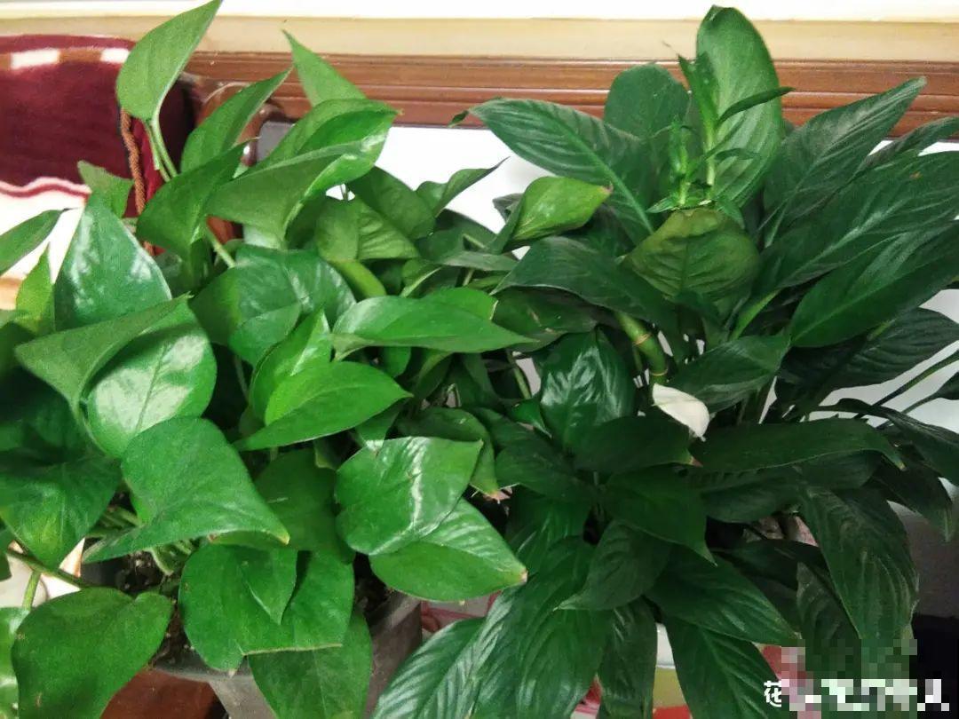 9种花，天热也要施肥，否则活不长，越养越差劲