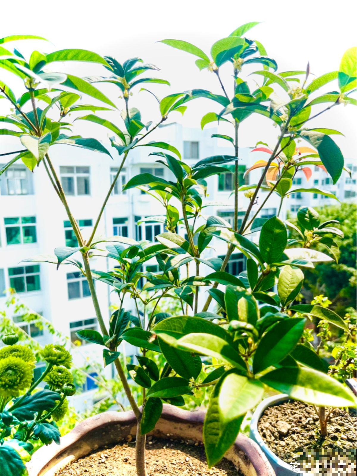 现在学好4个方法,桂花开花多,简直就是“活香水” 现在学好4个方法,桂花开花多,简直就是“活香水”