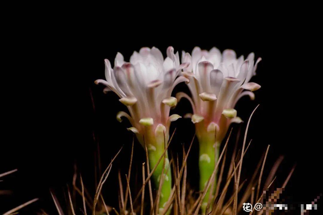 1种仙人球，开花美艳，一年能开好多次