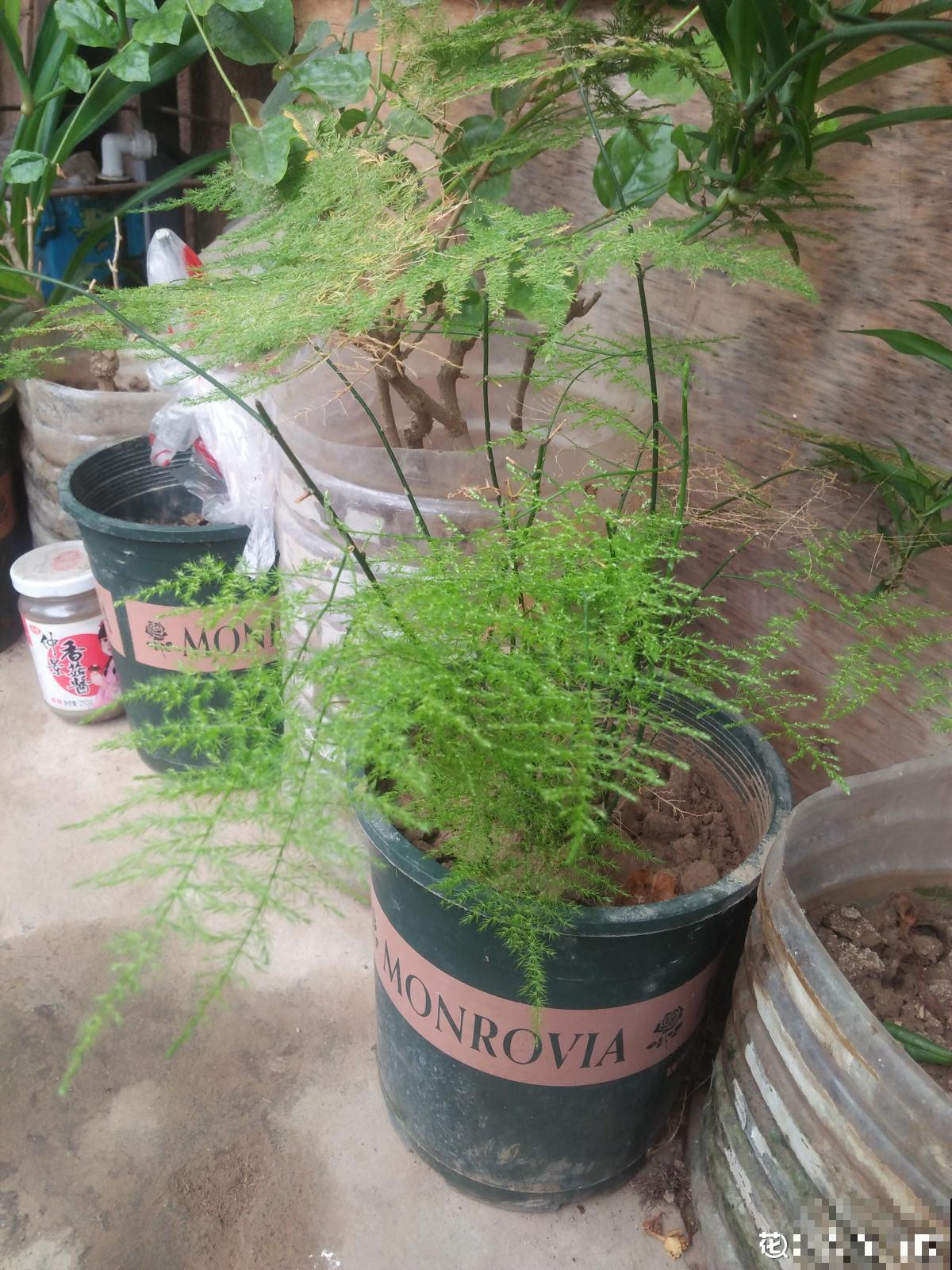 文竹娇嫩像公主，不注意这2点，咋养都得生点病