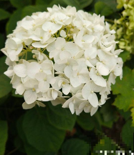 夏天的绣球花,下雨后搬出去,淋雨长更旺 夏天的绣球花,下雨后搬出去,淋雨长更旺