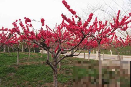 观赏桃树和食用桃树是同一种吗?走进桃树大国,揭秘桃树种类 观赏桃树和食用桃树是同一种吗?走进桃树大国,揭秘桃树种类