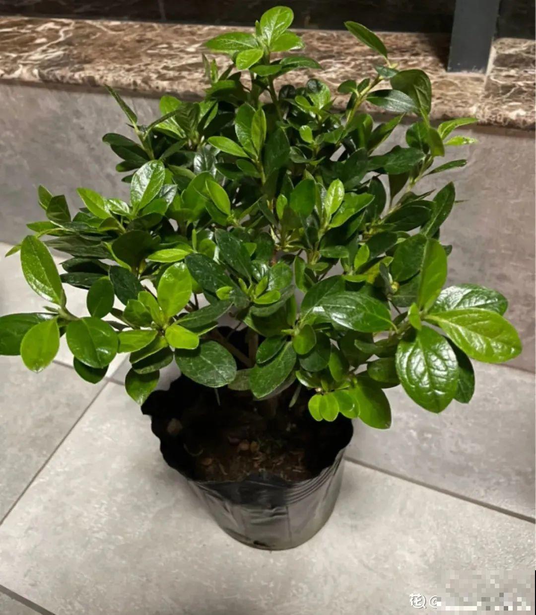 夏天养杜鹃，真是够难的，要注意6个要点