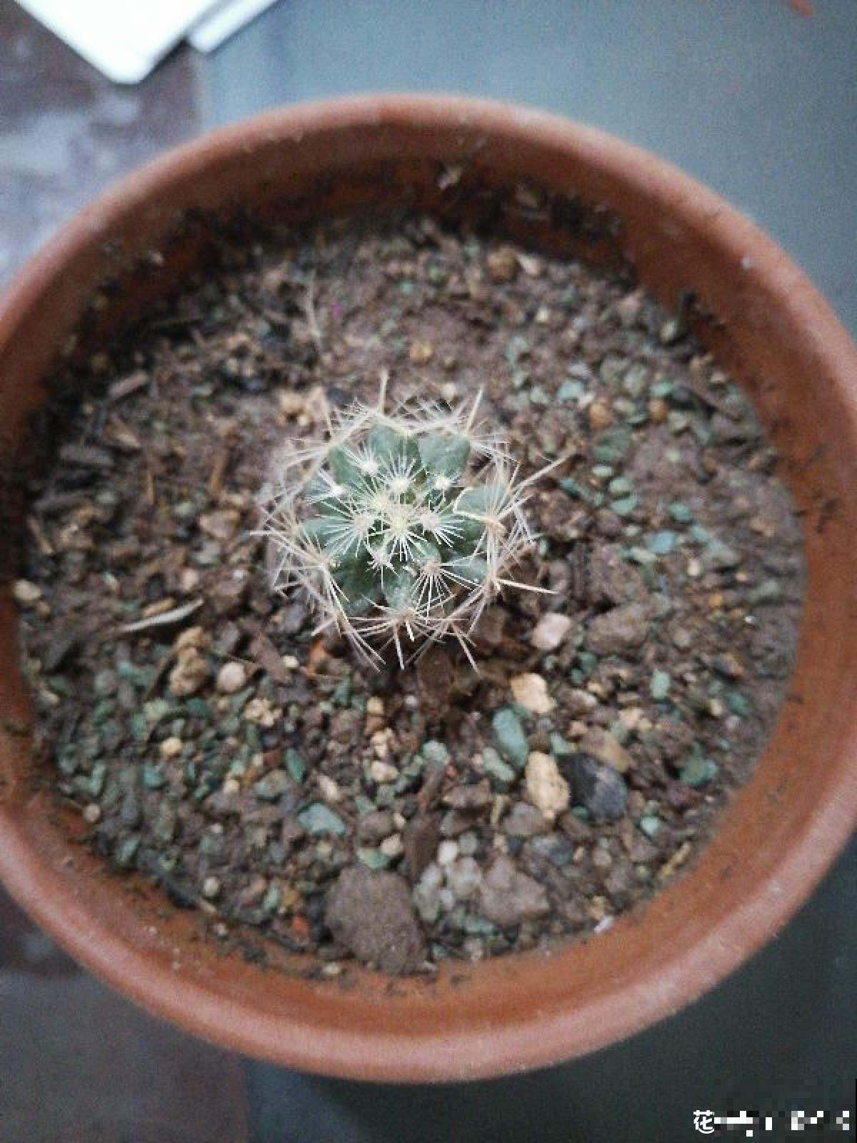 多肉出现这4个症状，就是生病了，再不注意全是隐患