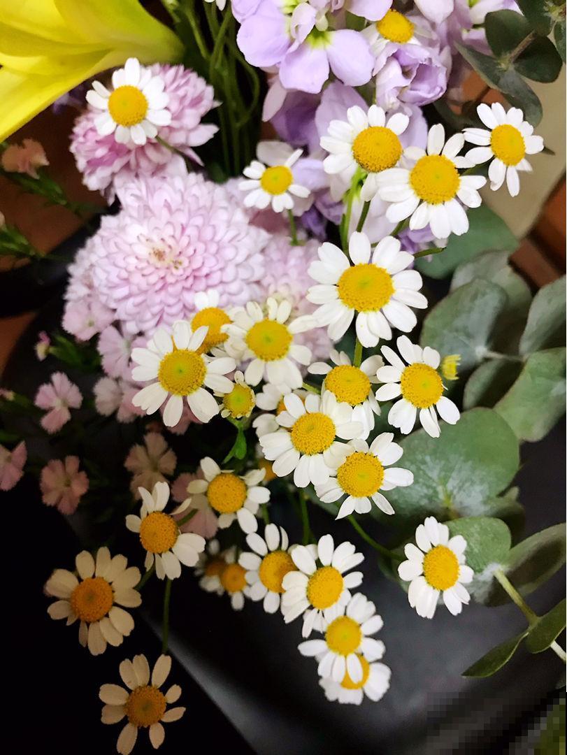 洋甘菊也能做花束?一捧洋甘菊,送给适合的TA 洋甘菊也能做花束?一捧洋甘菊,送给适合的TA