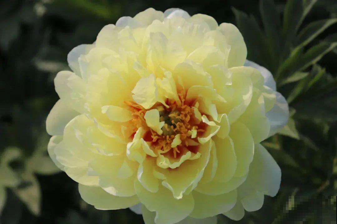 一年只能种一次的花,开花富贵寓意吉祥,堪称“花中宰相” 一年只能种一次的花,开花富贵寓意吉祥,堪称“花中宰相”