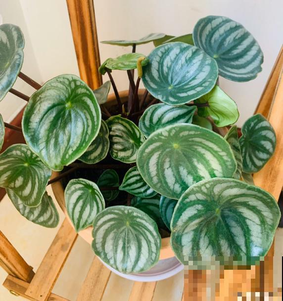 西瓜皮椒草暗淡无光，掌握这5步养护，家里也能赏“西瓜”