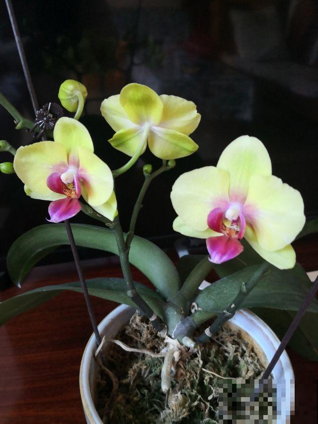 夏天室外养花，不能随心所欲，不然容易烂根又晒伤