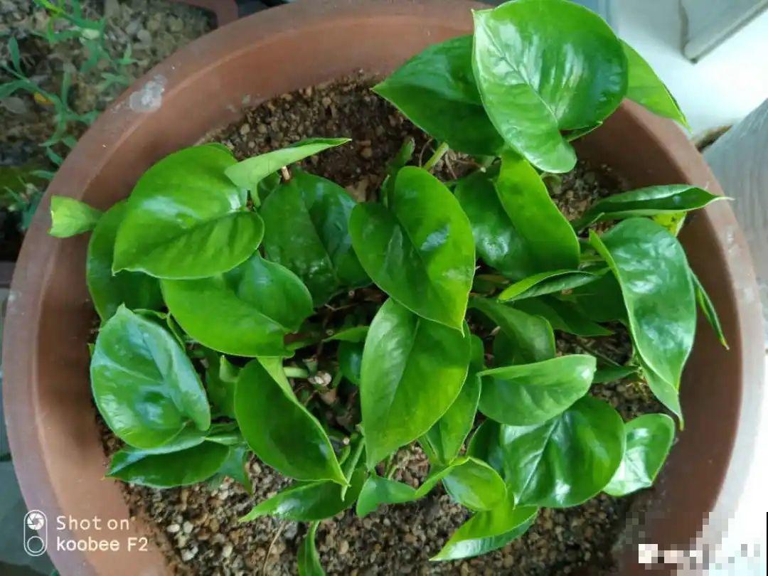 7种花，立秋后换盆，秋冬才能越养越好