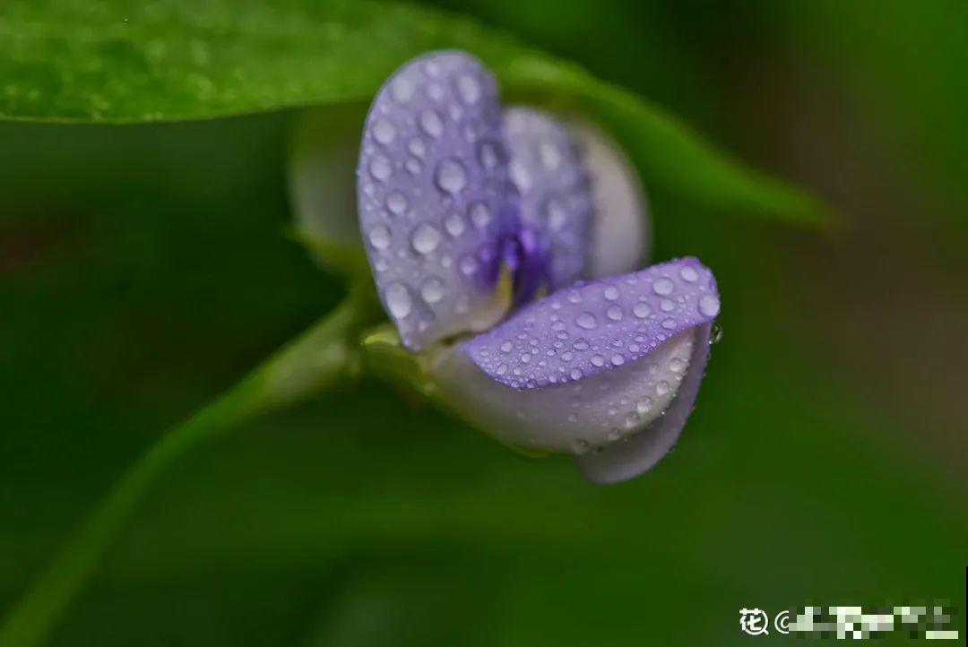 有个小院种种菜,养点花草,忘记半生喧嚣 有个小院种种菜,养点花草,忘记半生喧嚣