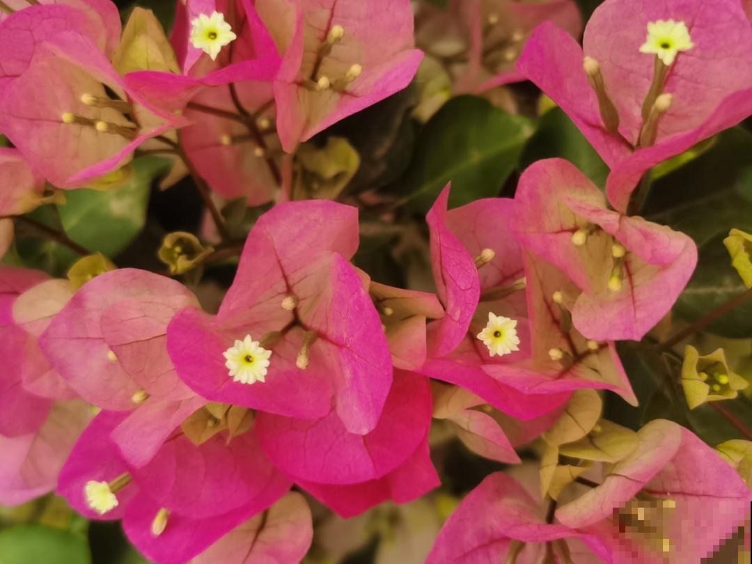 养护三角梅，注意3个养护要点，花期“超长待机”