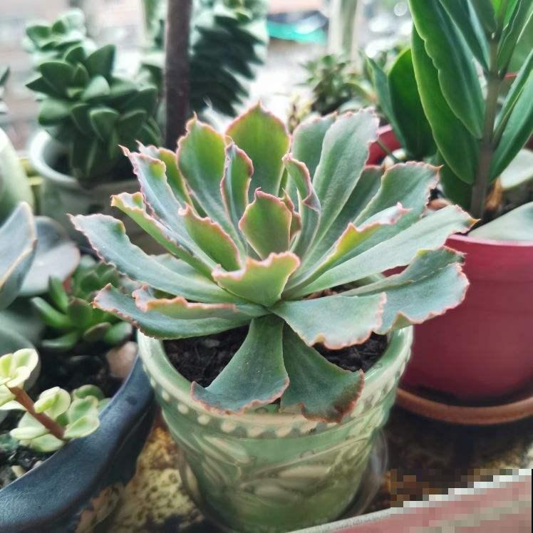 看似好养的多肉,办公室屡见不鲜,可有4个禁忌,不注意也会养废 看似好养的多肉,办公室屡见不鲜,可有4个禁忌,不注意也会养废