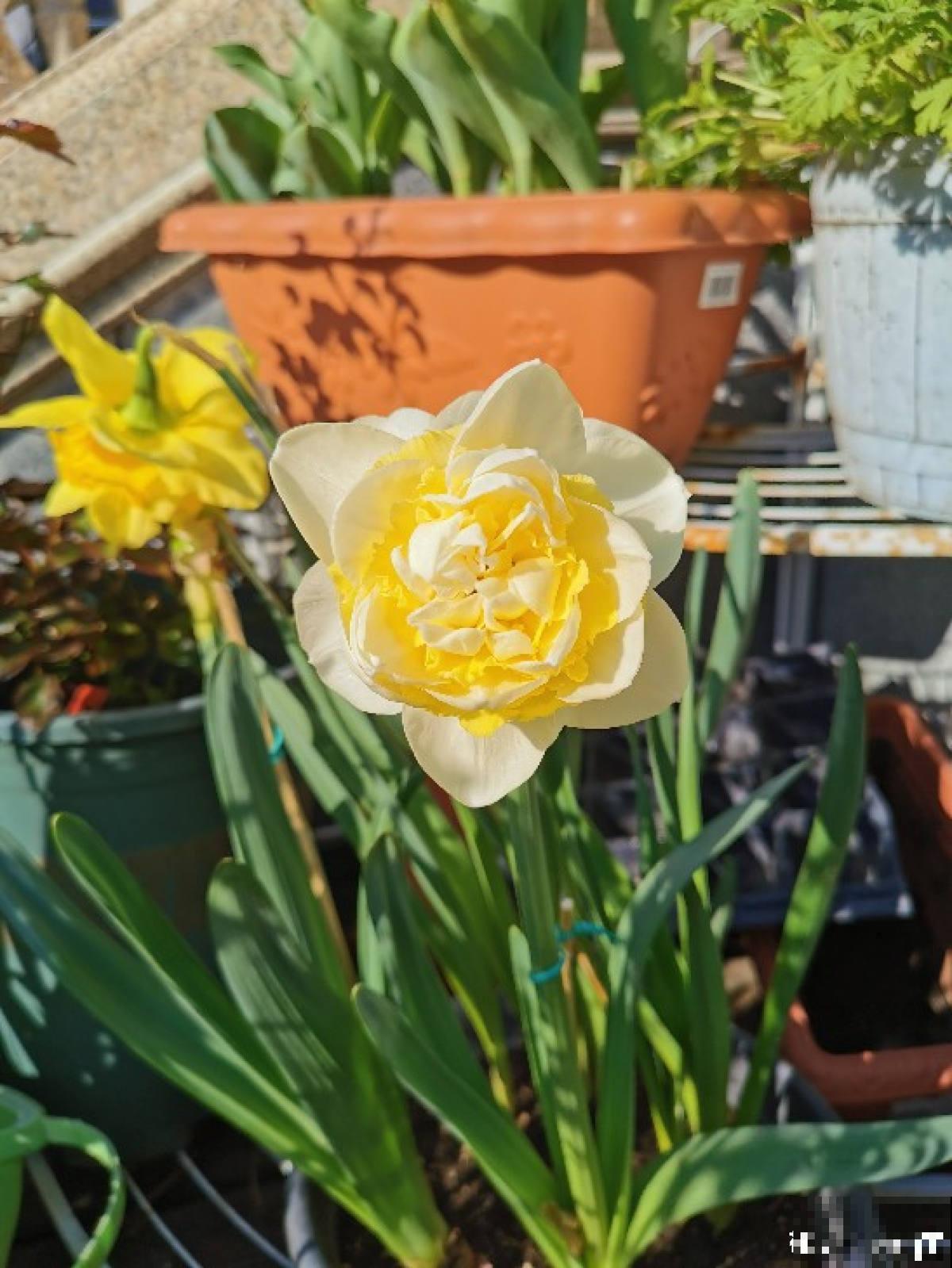 长得像蔬菜的植物，可千万不能吃，中毒就麻烦了