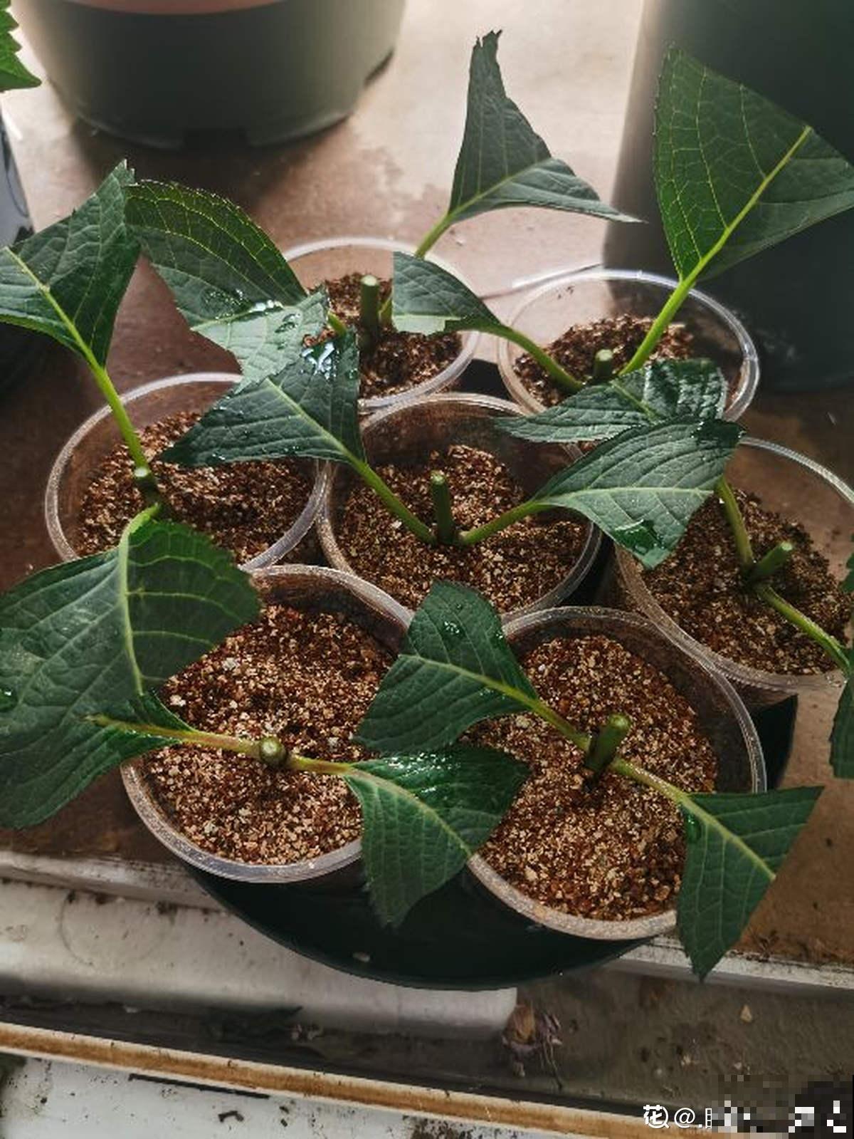 秋天要抓住机会扦插，5种花现在扦插正合适，生根率很高