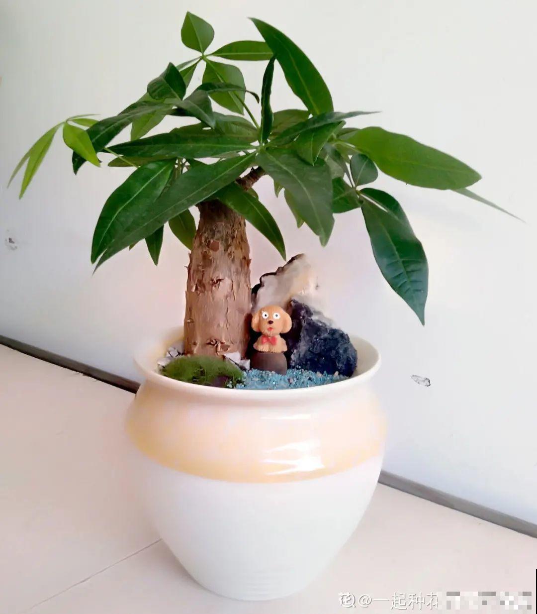 虎皮兰浅盆养，小芽嗖嗖冒，满盆都是新芽