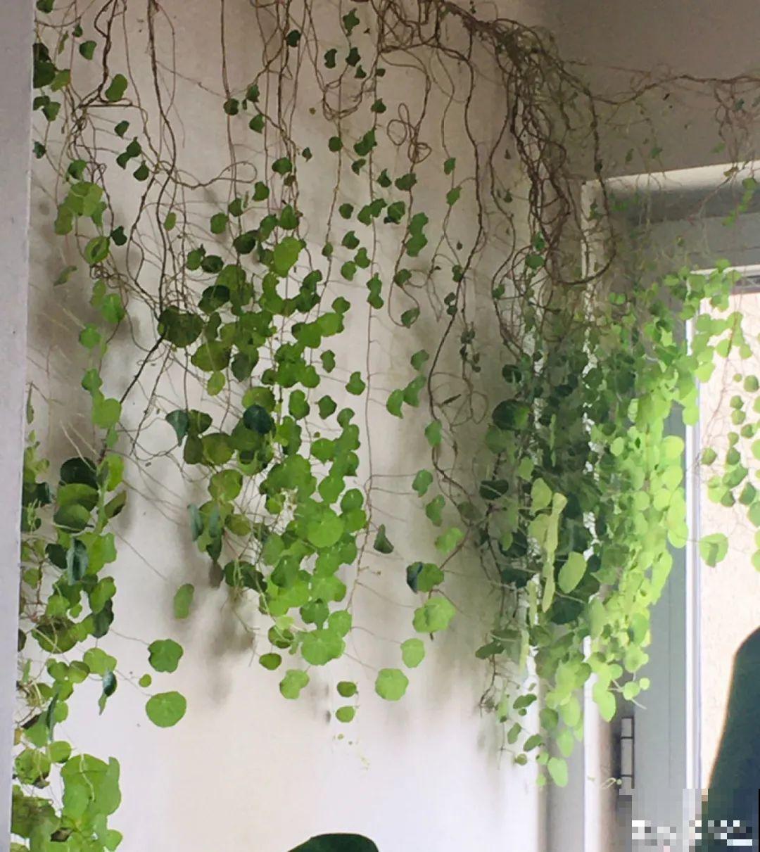 10种花,看着贵气有格调,实际价格很便宜 10种花,看着贵气有格调,实际价格很便宜