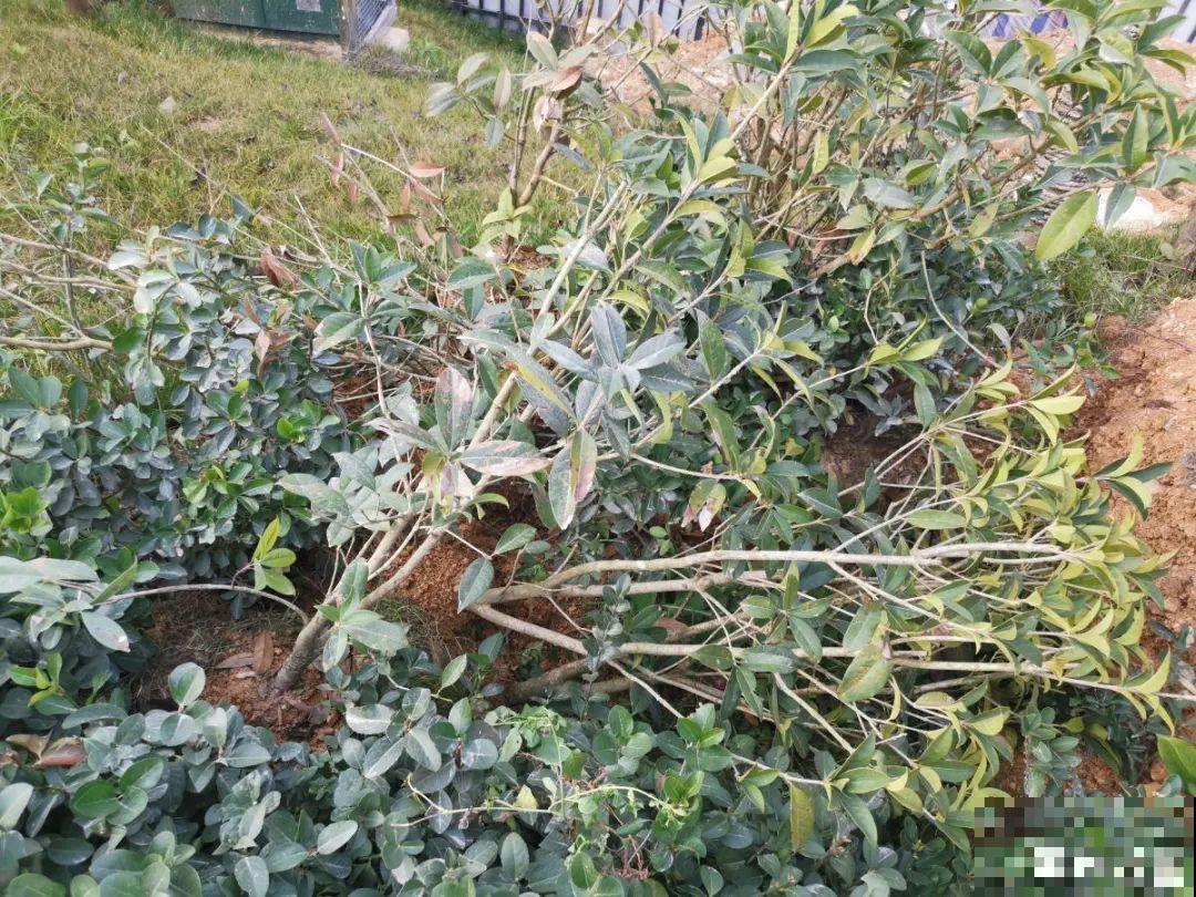 难养活的8种花，在家里养不好，扔门口反而呼呼开花