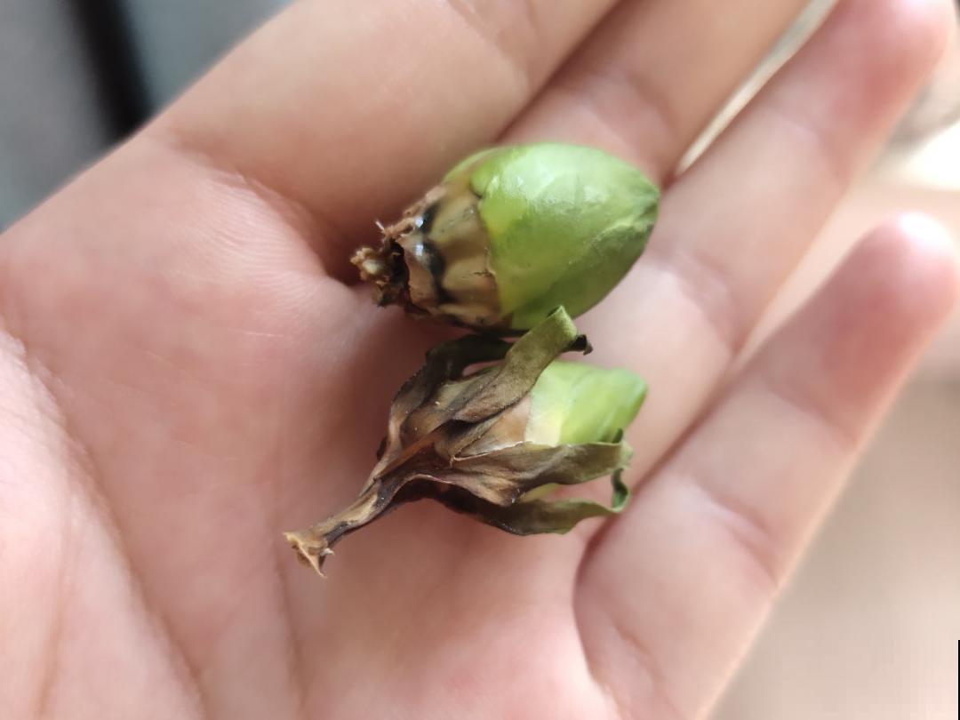 养花“黑名单”实在太难养，心累