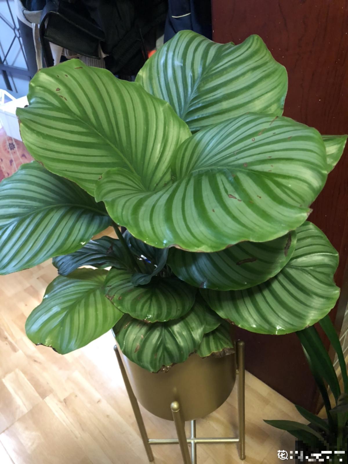 5步种好青苹果竹芋，家中就能打造“青苹果乐园”