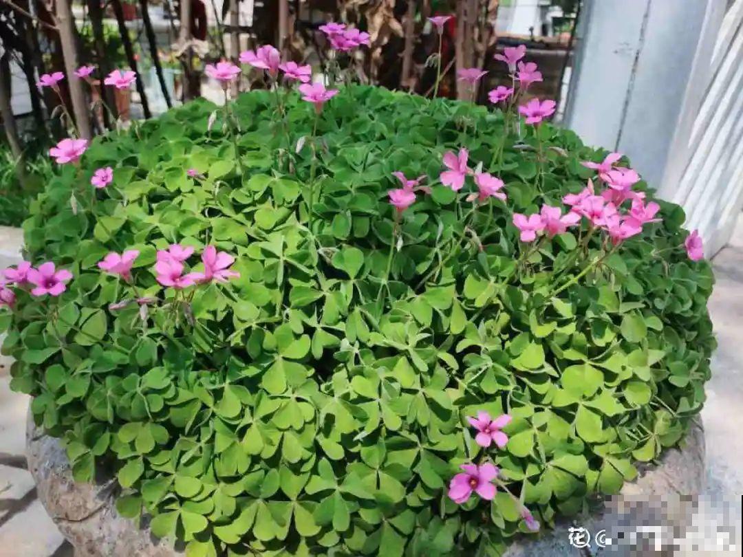 “不死鸟”真烦人，越养越多，真想扔掉