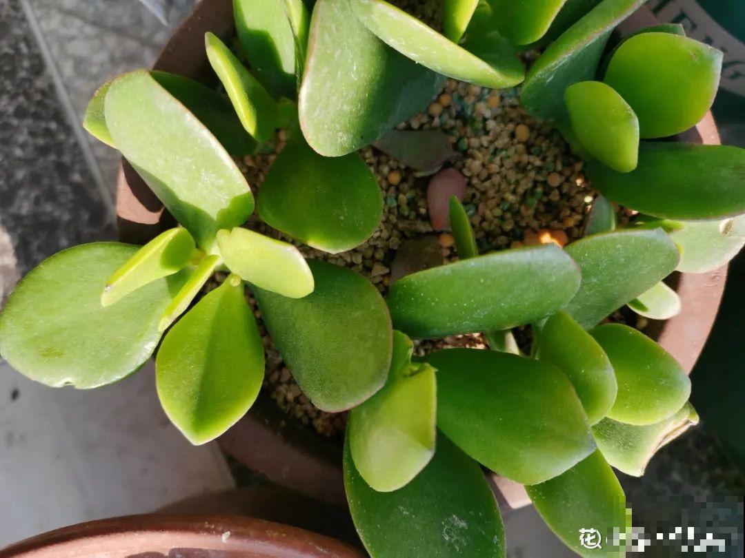 夏天养花，就怕乱浇水，千万不能积水