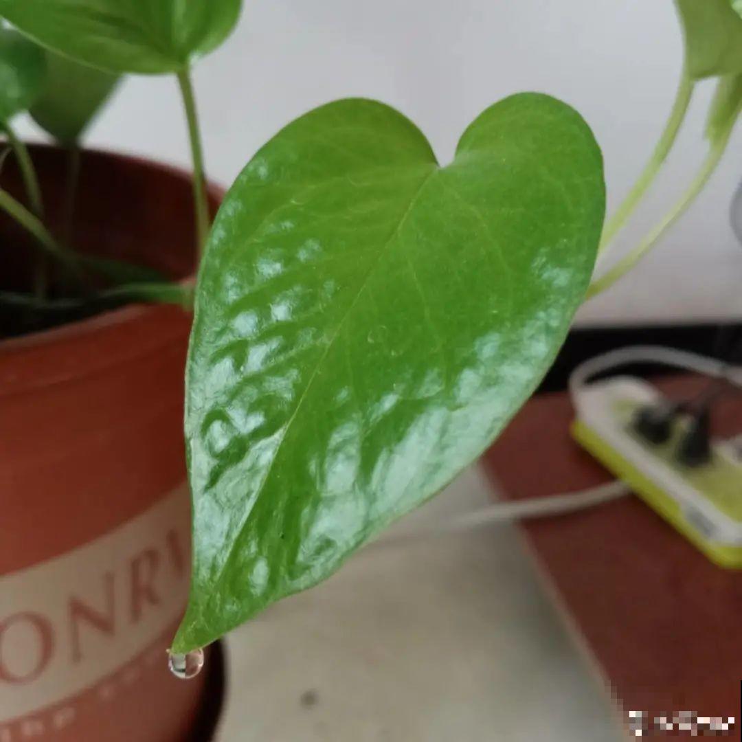 绿萝叶子“吐”水珠，恭喜你，养出了最佳状态