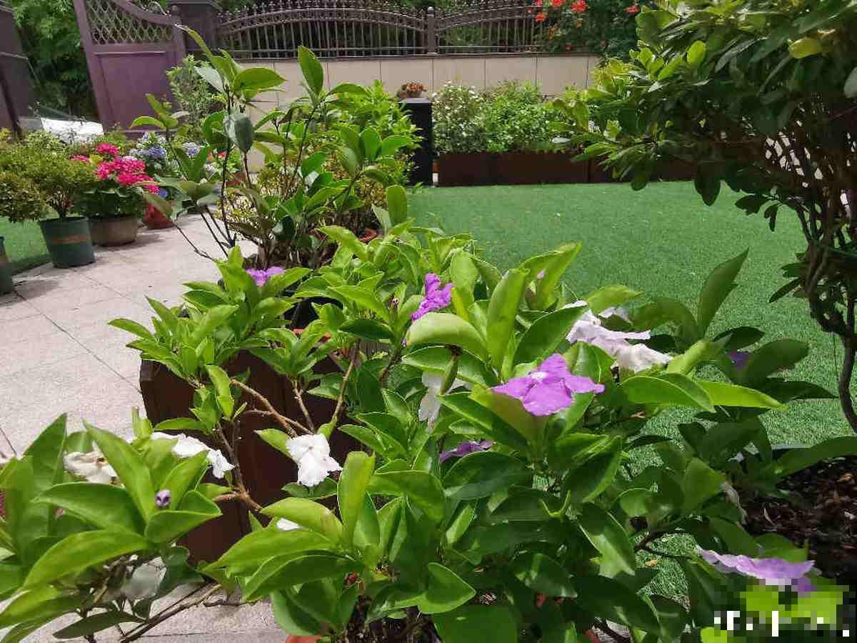 抢着要的一楼小院，本以为是养花好地方，住了一段时间后悔了