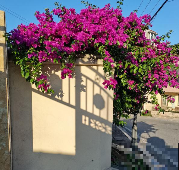 南方泛滥的花,北方人“爱不释手”,太“拉仇恨”了 南方泛滥的花,北方人“爱不释手”,太“拉仇恨”了