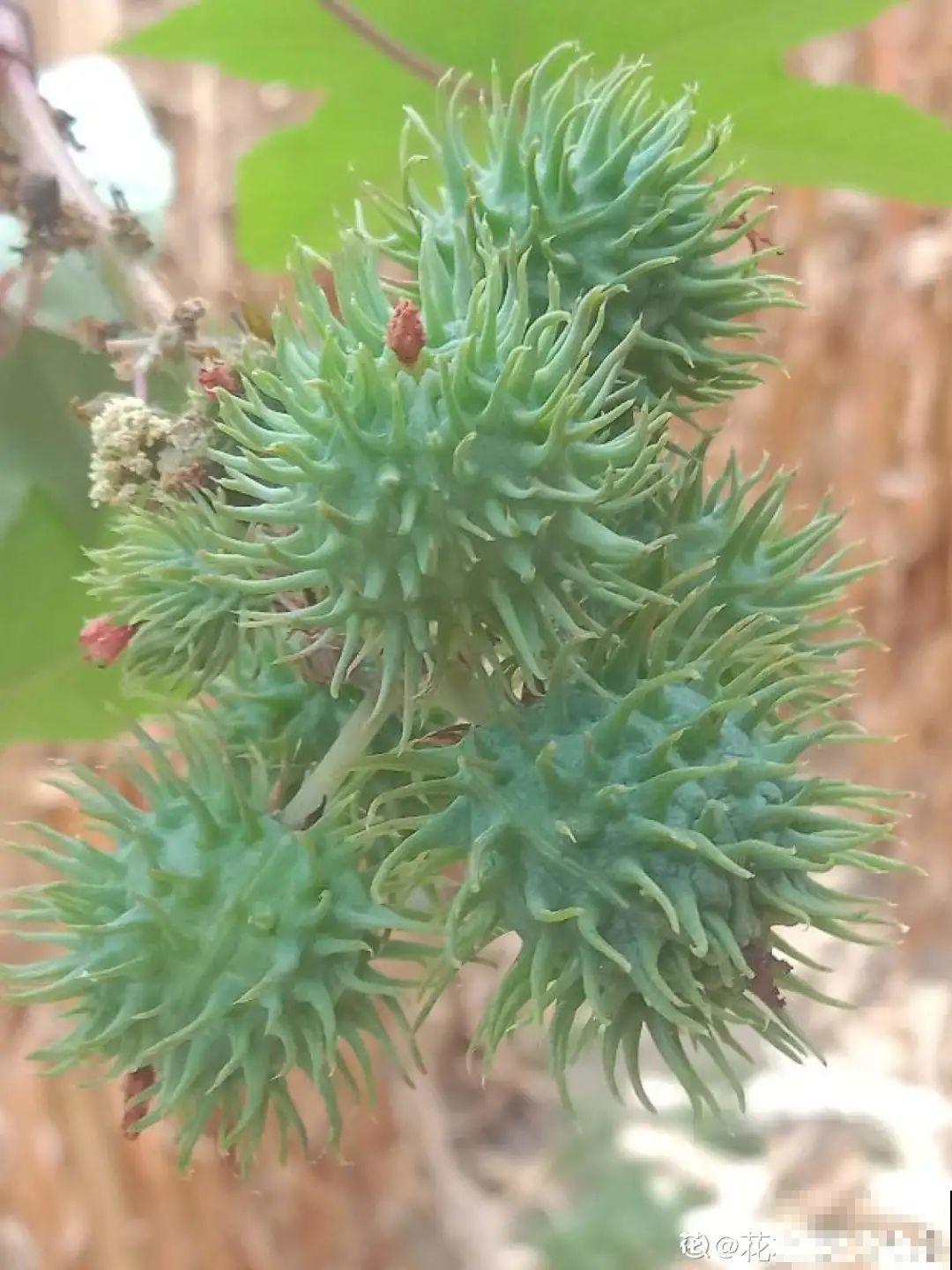 路边的有毒果，被老人捡回家吃，真吓人