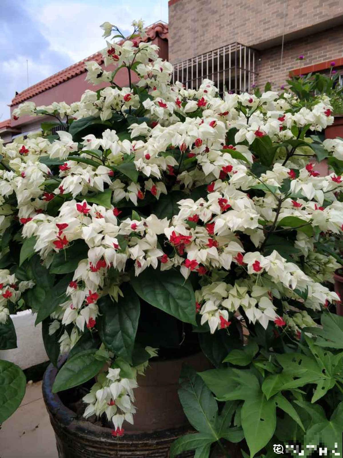 秋天到，花多多也该准备上了，早点用上开花多