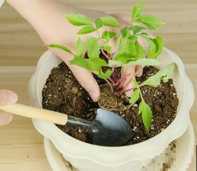 移栽植物时根部带泥土的主要目的是