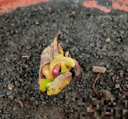 不用买种子，吃完就能种，还你一棵芒果树