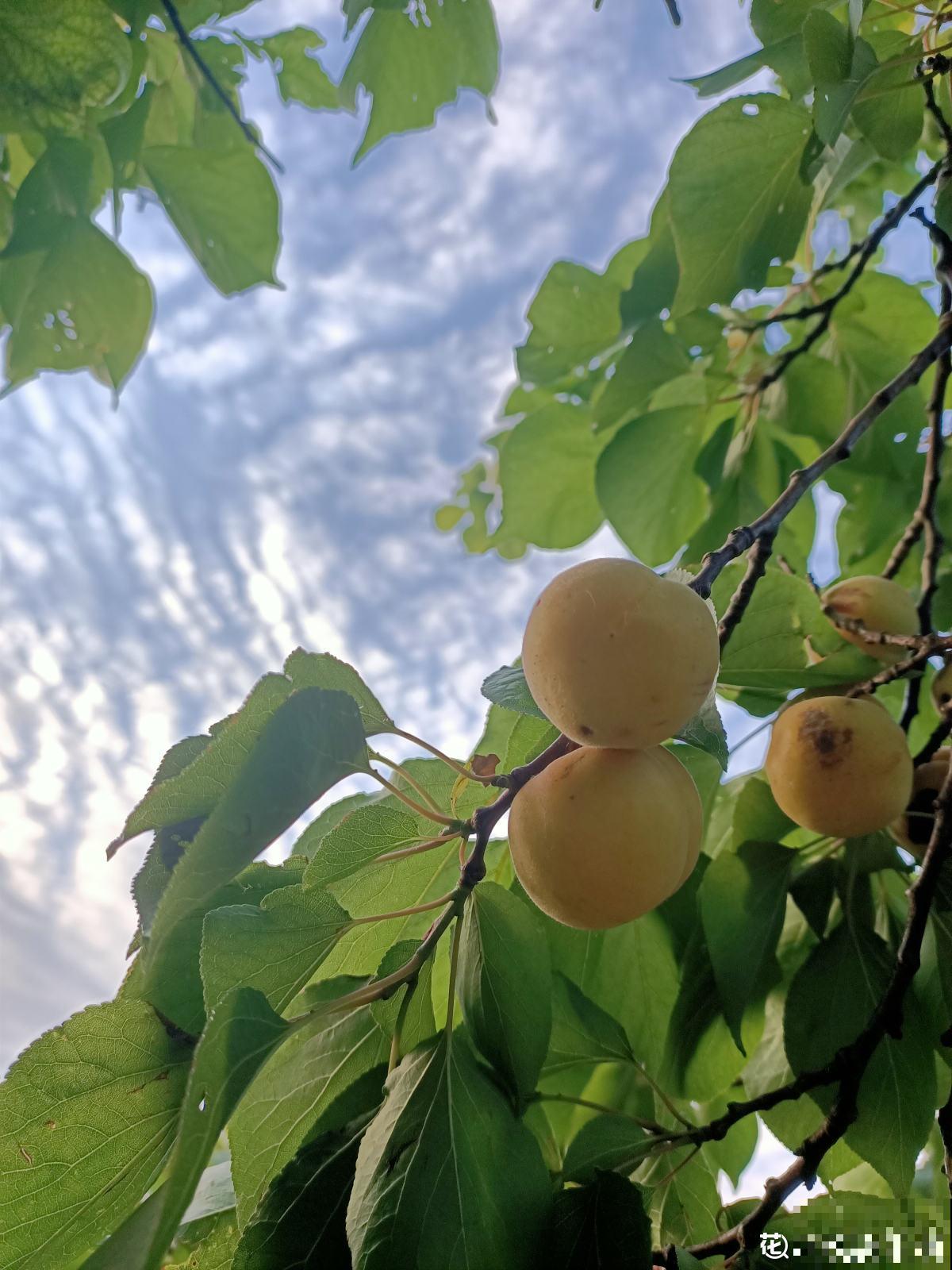 院子里种了棵杏树,没想到惹了麻烦,天天生气 院子里种了棵杏树,没想到惹了麻烦,天天生气