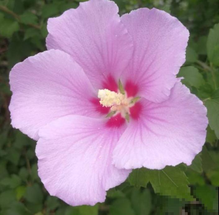 盘点！我国的市花，你听过几个？