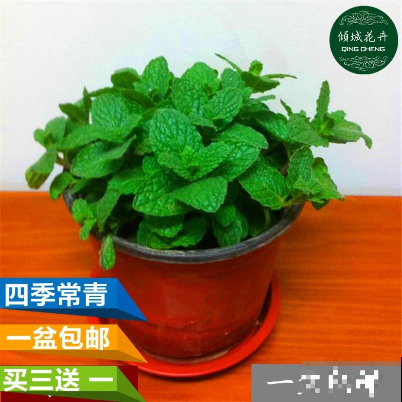 失眠多梦真头疼，养这3种花，带你安心入眠没烦恼