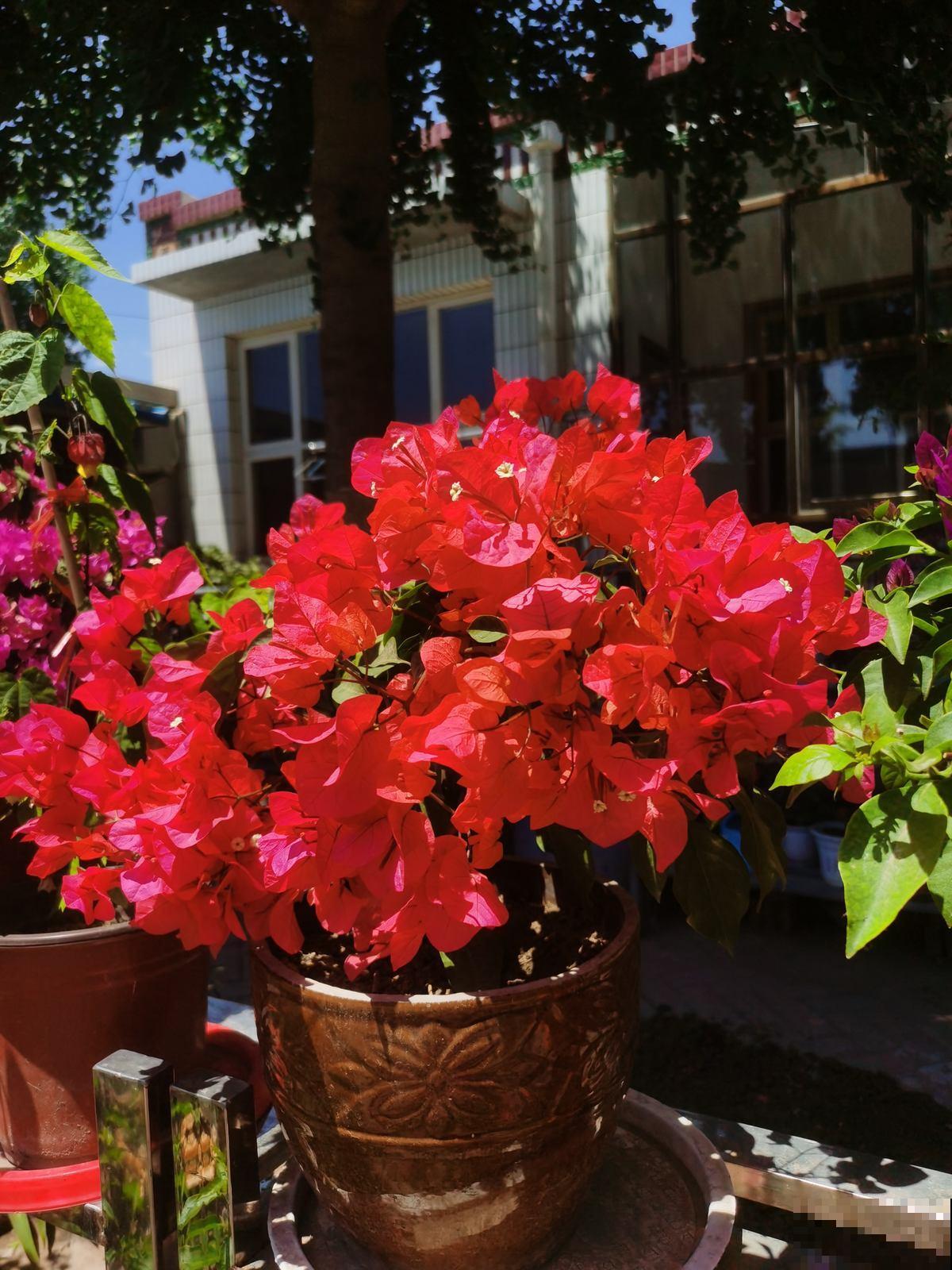 耐旱皮实的三角梅，一年能开大半年，真怕累坏它