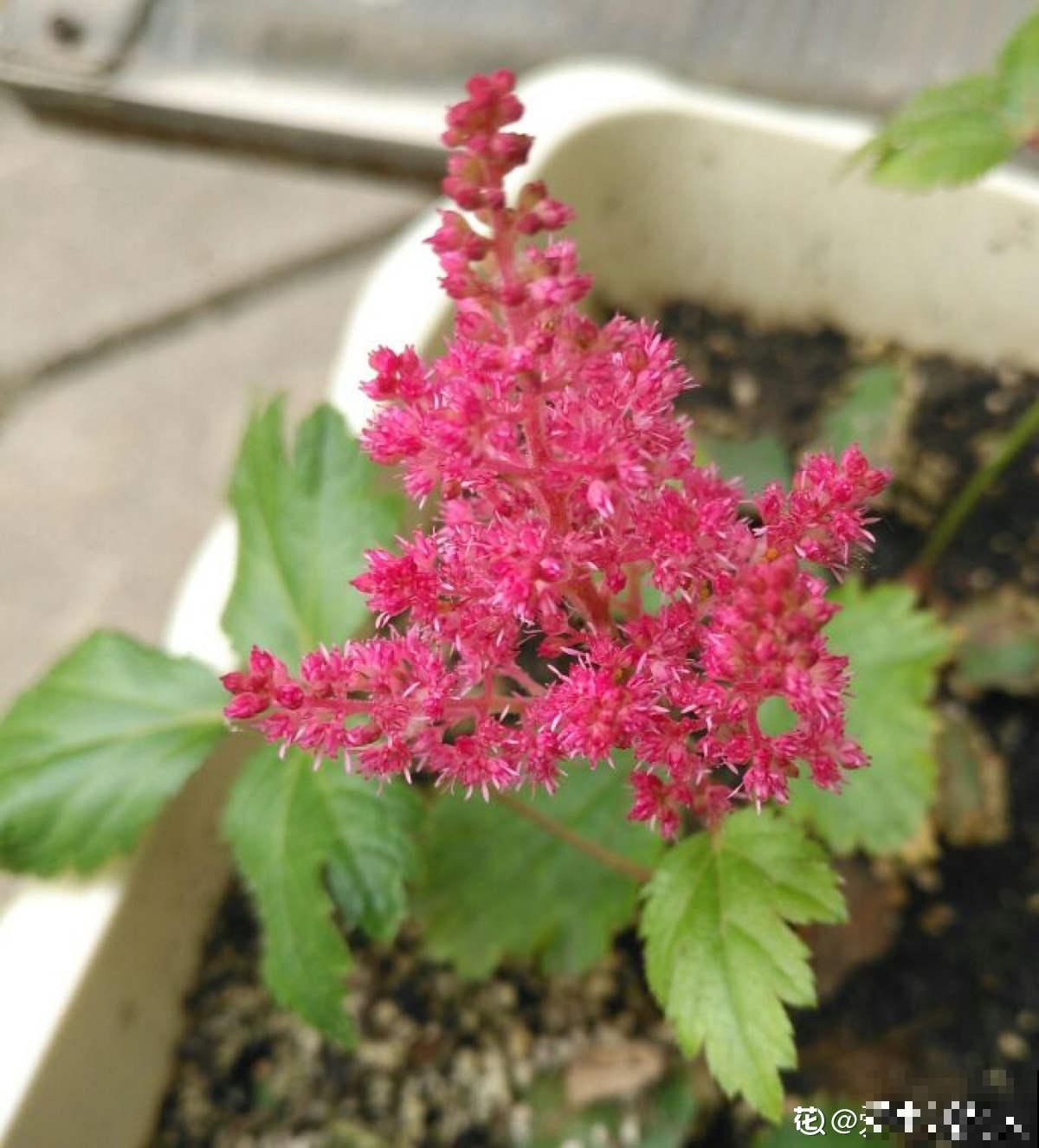 5种花,光听名字就很美,看到实物后,网友感叹:名不虚传 5种花,光听名字就很美,看到实物后,网友感叹:名不虚传