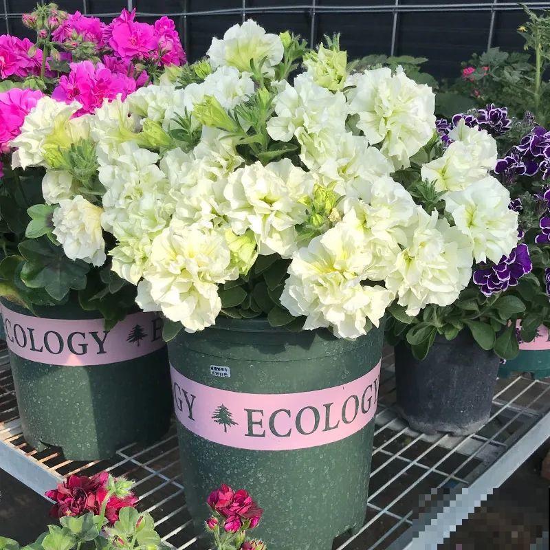 仙气飘飘的花，颜值高、花期长，养一盆不亏