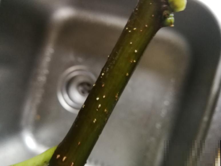 立秋后，7种花要扦插，满盆开花结果子