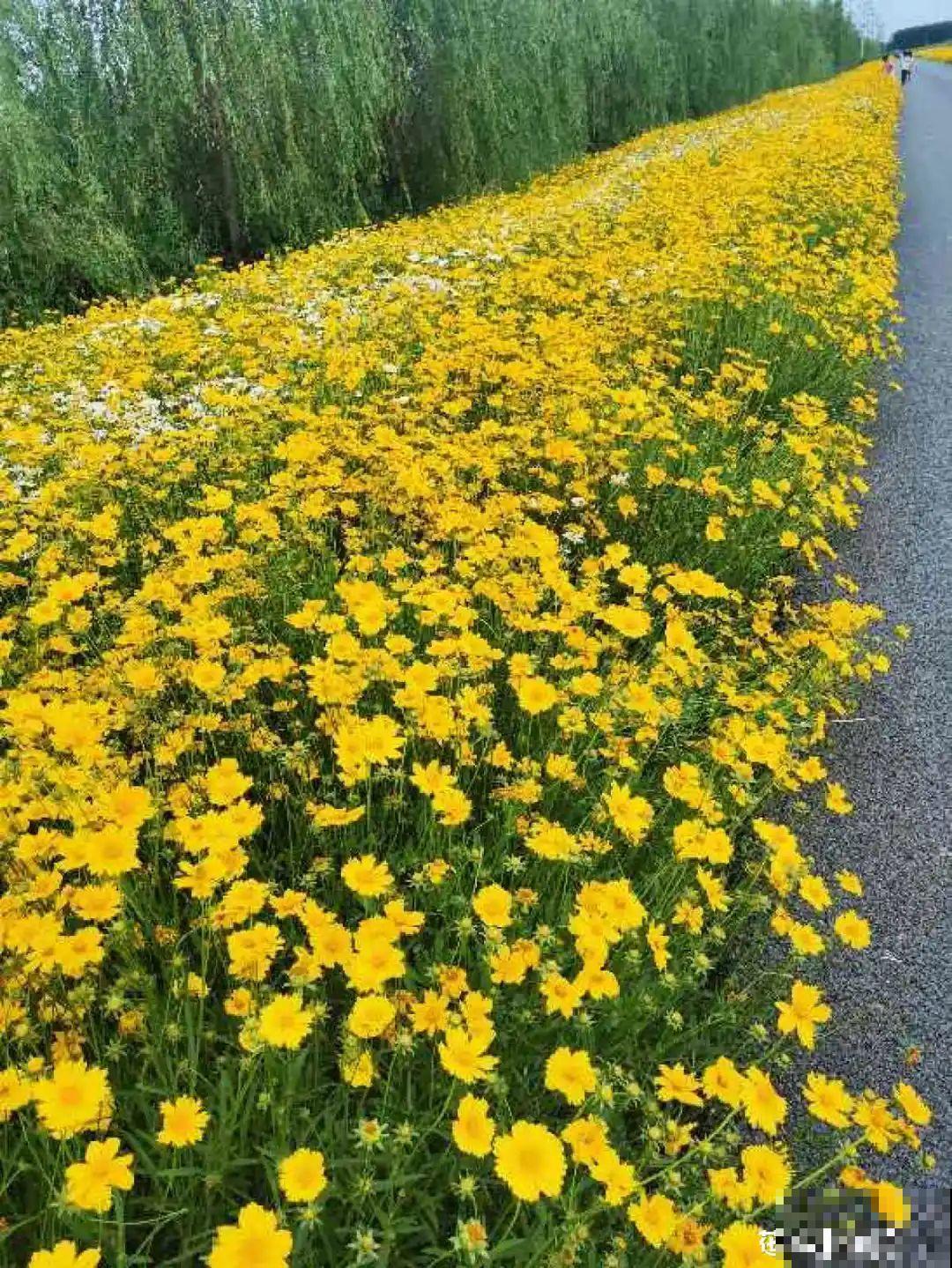 8种花名字里带金,听着就富贵,赶紧养一盆 8种花名字里带金,听着就富贵,赶紧养一盆