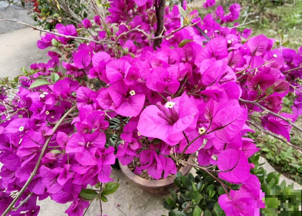 耐旱皮实的三角梅，一年能开大半年，真怕累坏它