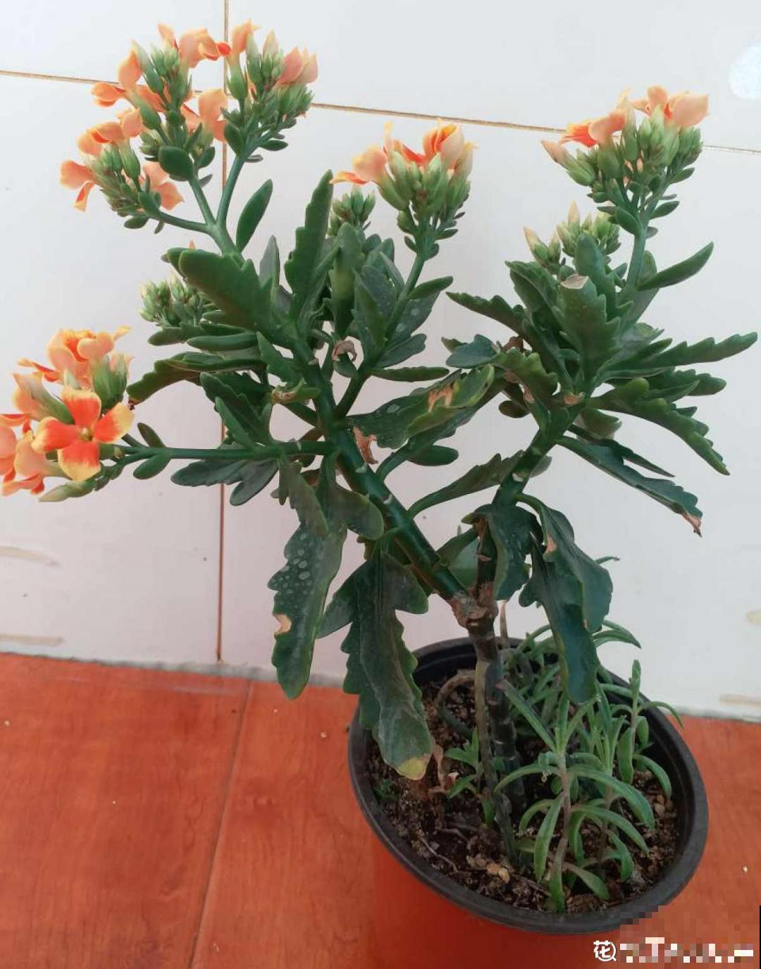 “不死鸟”真烦人，越养越多，真想扔掉