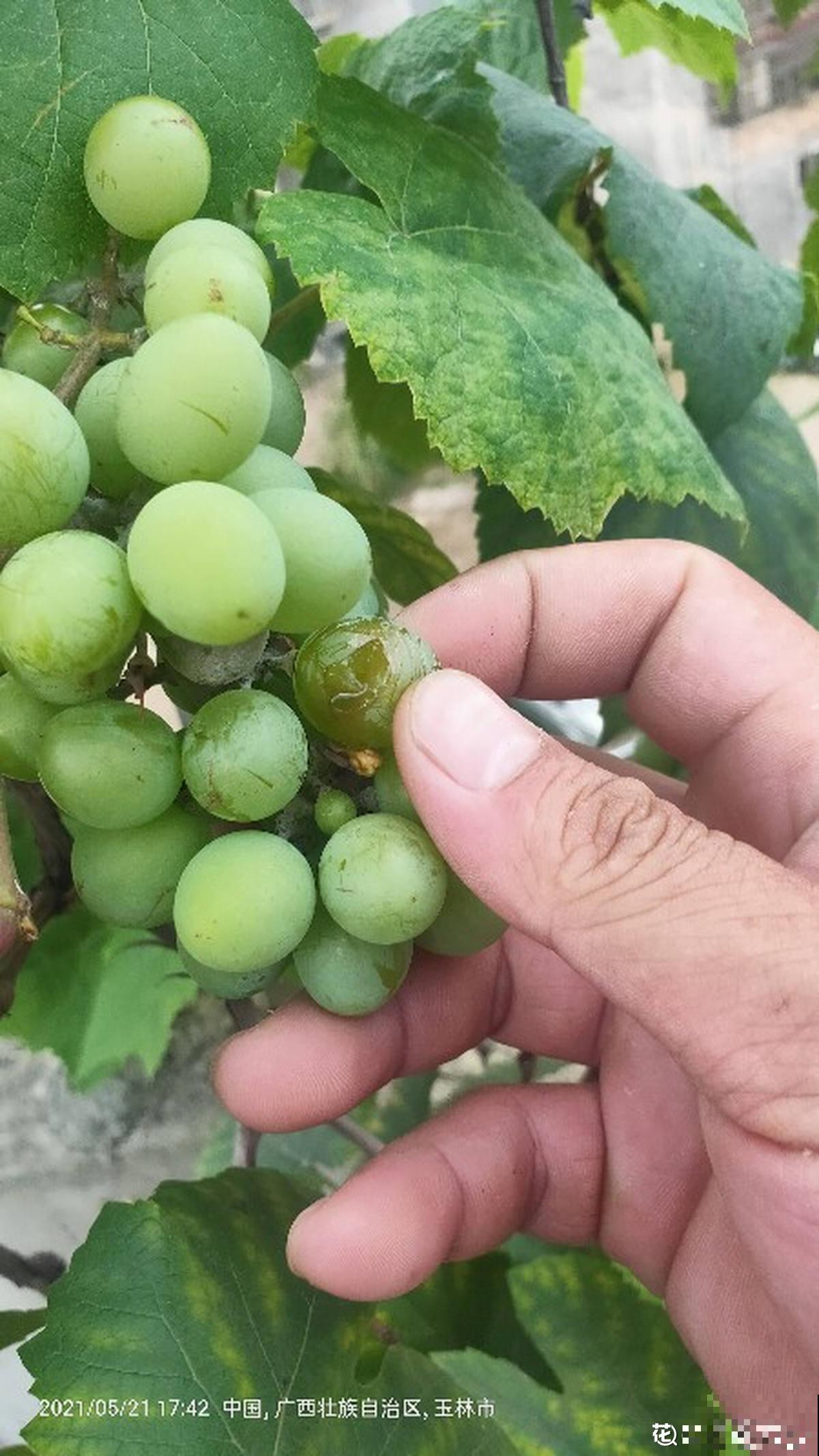 搭不了架子也能养葡萄,简单5步让你吃到盆栽葡萄串 搭不了架子也能养葡萄,简单5步让你吃到盆栽葡萄串