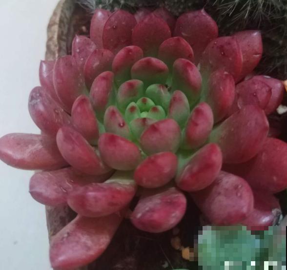 红宝石由绿变红,只需注意这5点,从众多肉中脱颖而出 红宝石由绿变红,只需注意这5点,从众多肉中脱颖而出