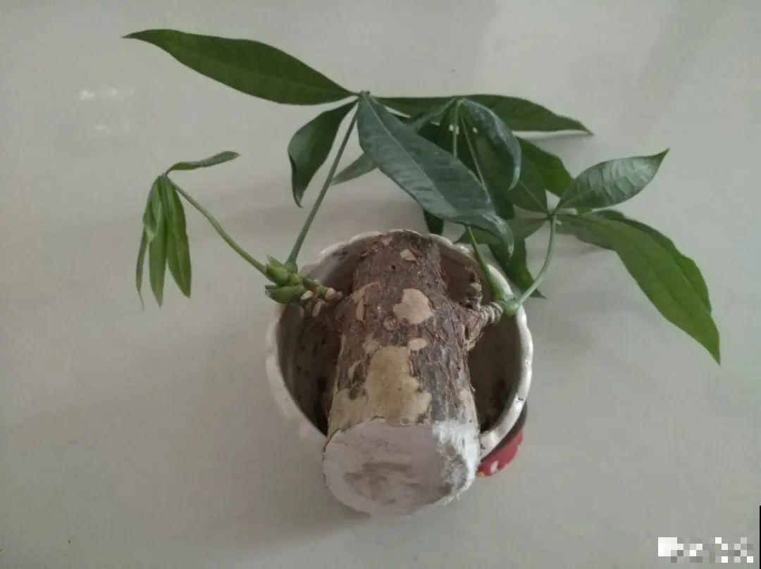 平时的“贵货花”,路边扔了一卡车,赶紧捡回家 平时的“贵货花”,路边扔了一卡车,赶紧捡回家