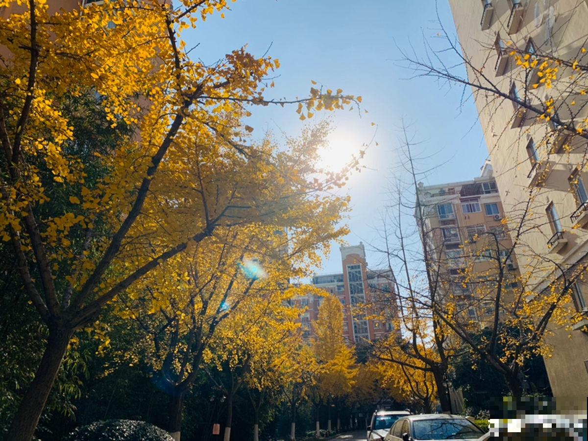 秋天银杏成了“黄金树”,颜值超高,为啥种的人很少 秋天银杏成了“黄金树”,颜值超高,为啥种的人很少