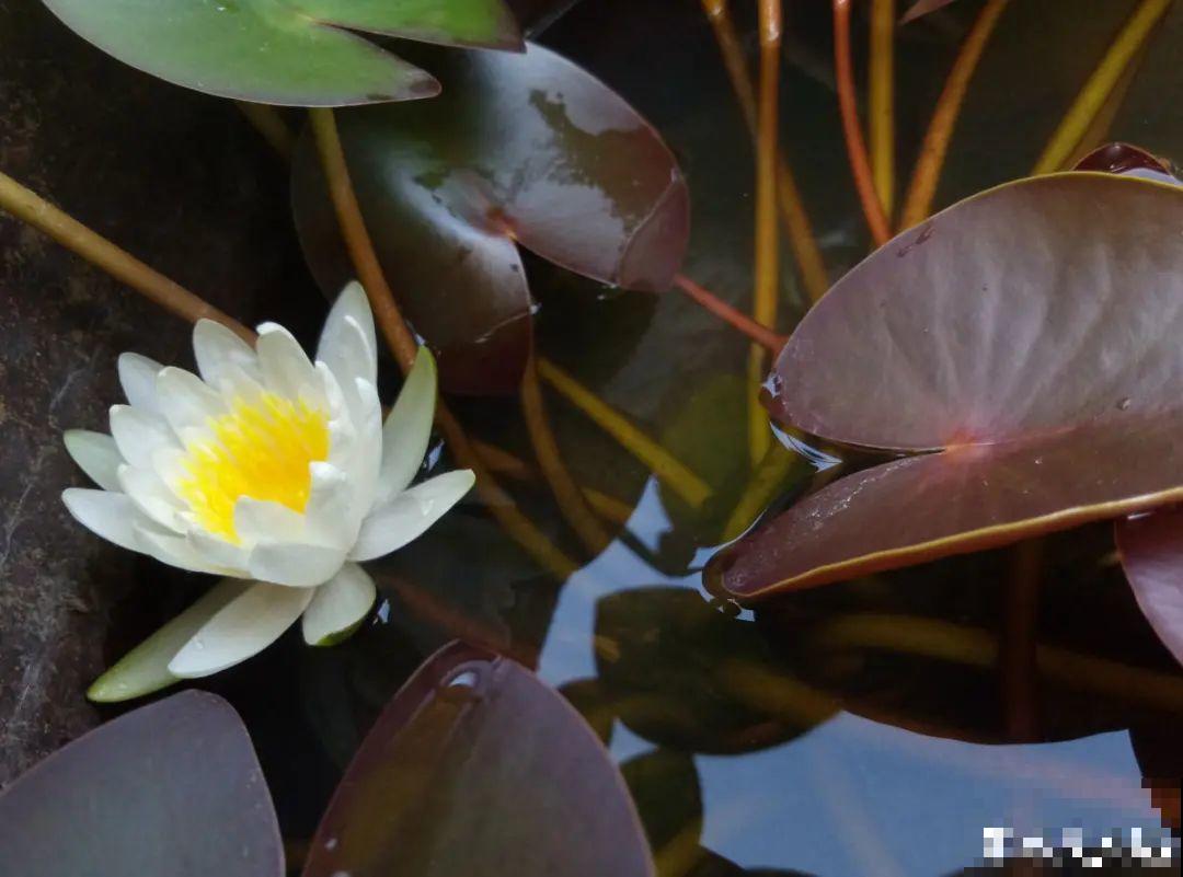 三伏天超美的10种花,妥妥的“开花楷模”,你养了几种? 三伏天超美的10种花,妥妥的“开花楷模”,你养了几种?