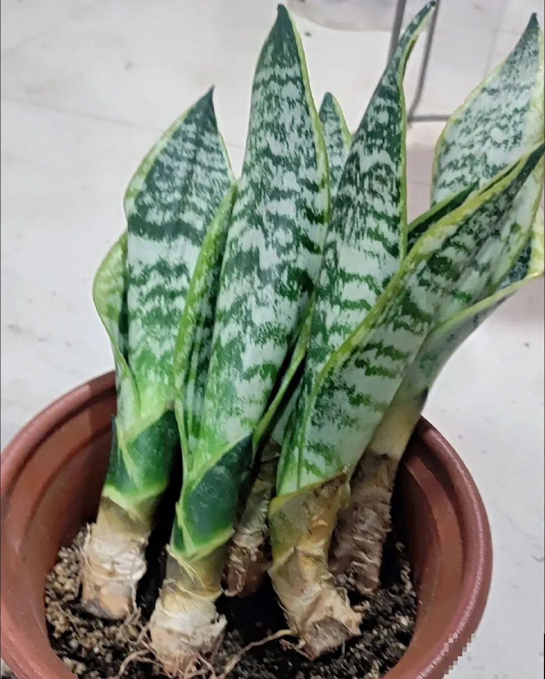 虎皮兰浅盆养，小芽嗖嗖冒，满盆都是新芽